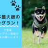 【高額報酬・食以外】千葉県にあるドッグランにて愛犬の写真を撮って施設の宣伝をお願いします！